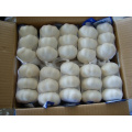 Export New Crop Fresh Pure White Garlic